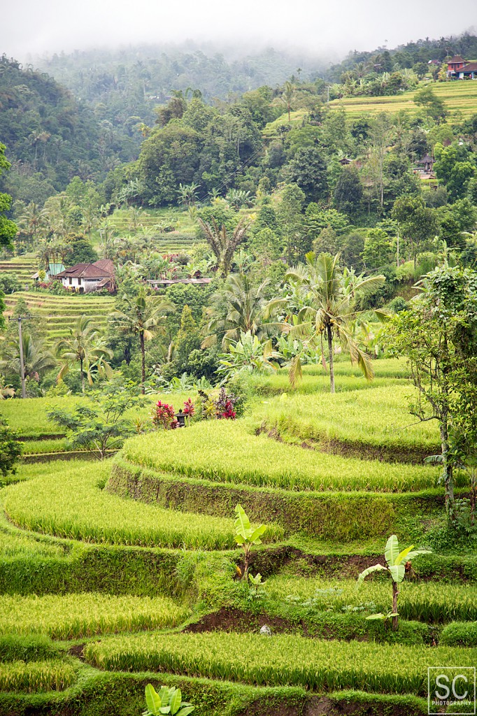 Tegallalang Rice Terraces